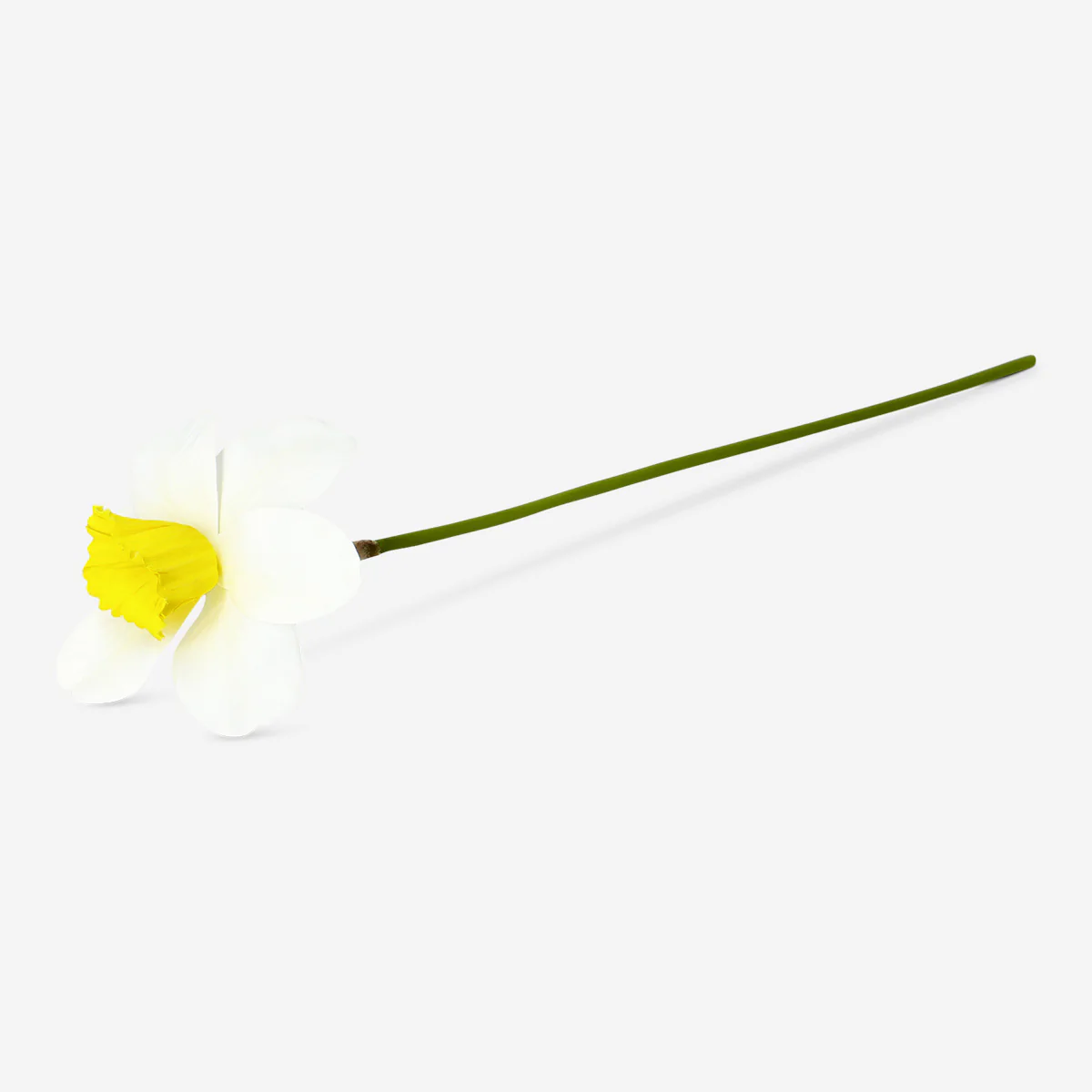 Yapay Nergis - Image 2